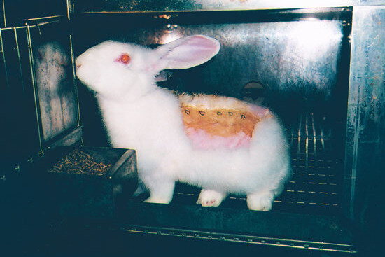 Kaninchen werden Substanzen auf die geschorene Rückenhaut gerieben