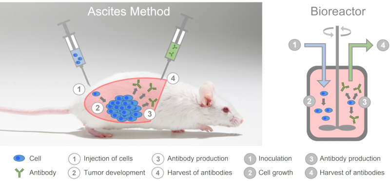 In the ascites method, mice are abused as living bioreactors.