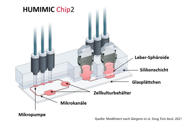 Humimic Chip Lebersphäroide