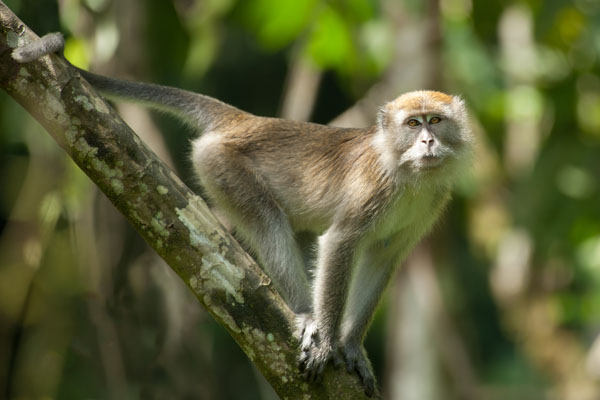 long tailed macaque in tropical rainforest looking at camera