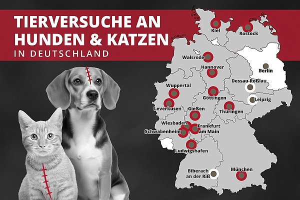 Wo Hunde und Katzen in deutschen Tierversuchslaboren leiden