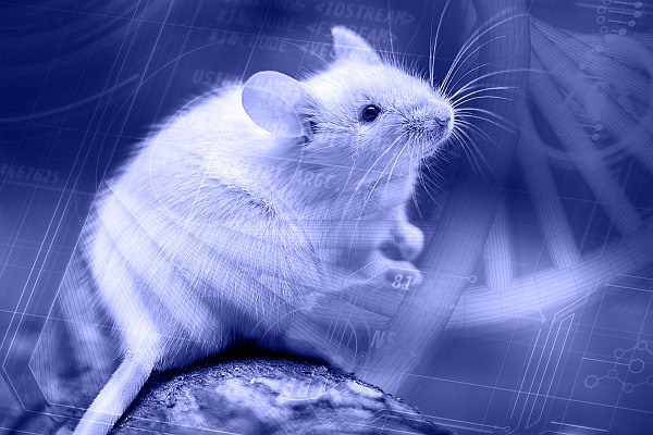 Virtuelle Maus statt medizinischer Fortschritt