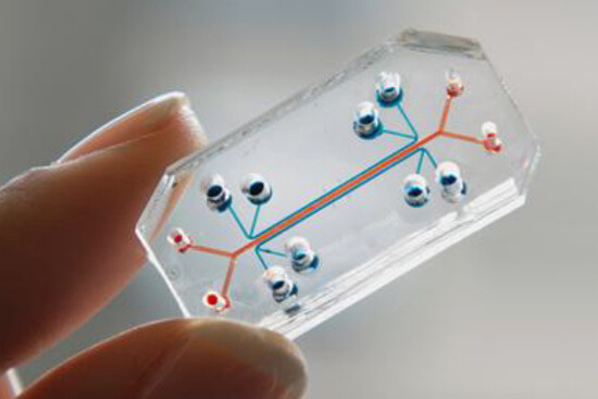 Organchip der US-amerikanischen Firma Emulate