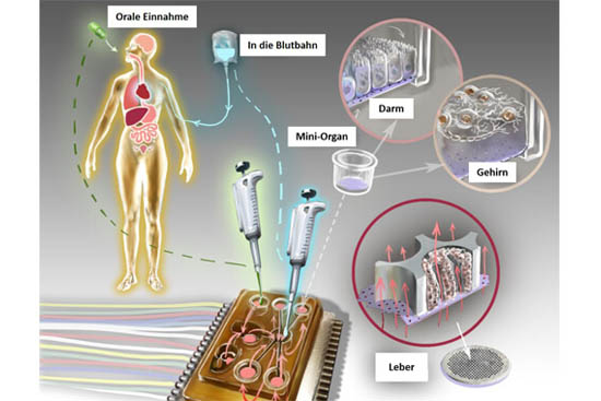 10-Organchip