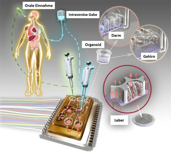 Schaubild: Menschlicher Organismus auf einem Bio-Chip