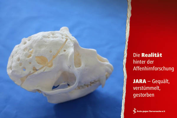 Schädel des Affen Jara