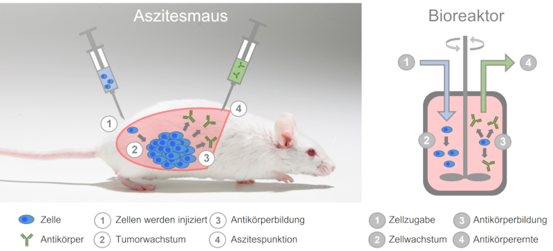 Schematische Darstellung der Aszites-Methode an Mäusen. Dabei werden die Tiere als lebende Bioreaktoren missbraucht.