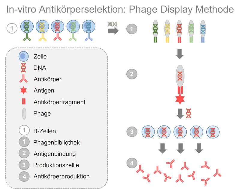 Bei der Phage-Display-Technologie wird DNA aus B-Zellen gewonnen, in Phagen übertragen und so ein menschliches Immunsystem nachgeahmt. Die Phagen tragen daraufhin Antikörperfragmente auf ihrer Oberfläche. Durch Zugabe des Antigens werden Phagen mit passenden Antikörperfragmenten ausgewählt. Die DNA zur Produktion des Antikörperfragments wird anschließend in Produktionszellen übertragen. 