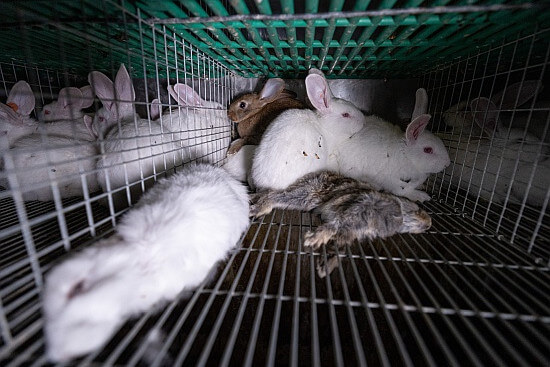 Kaninchen leiden für Antikörperproduktion