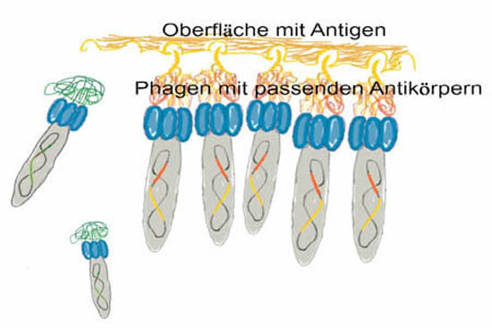 Panning ist das Suchen in der Phagen Bank nach Phagen mit passendem Antikörper für das gewünschte Antigen