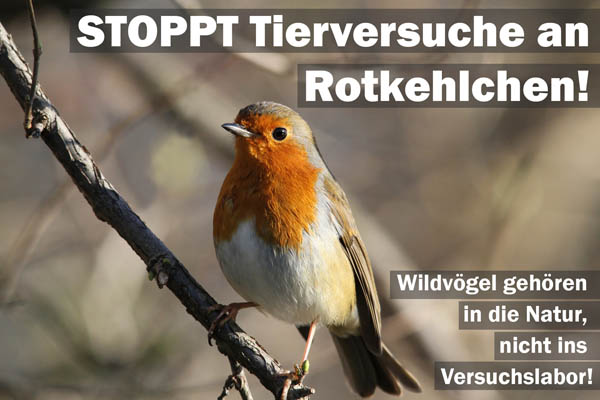 Stoppt Tierversuche an Rotkehlen