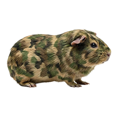 bundeswehr hund