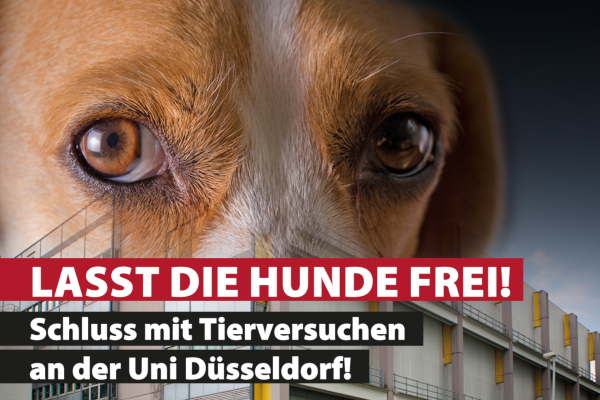 Lasst die Hunde frei  - Schluss mit Tierversuchen an der Uni Düsseldorf!