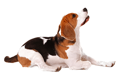 hund01