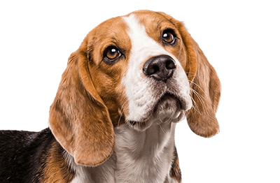 hund02