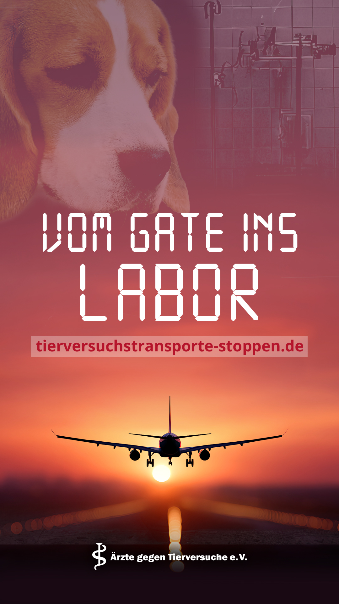 tauben story