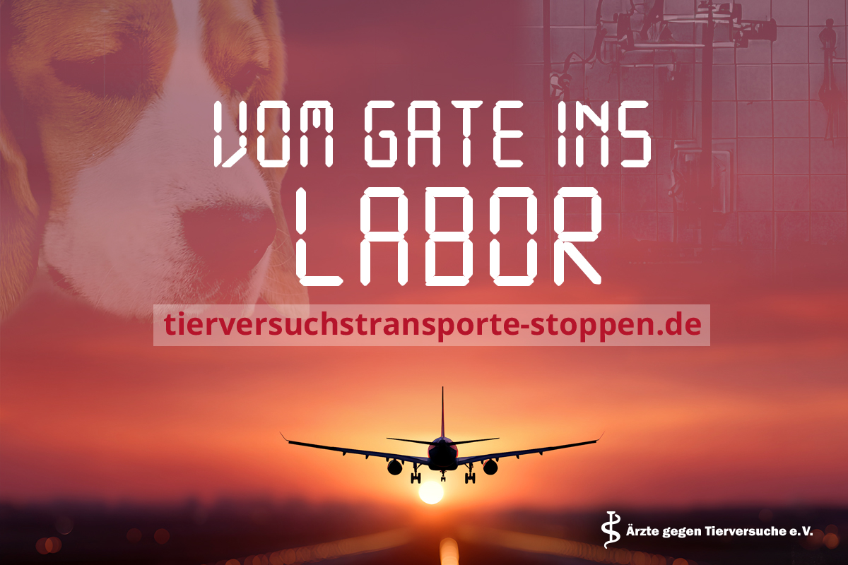 tauben teaser