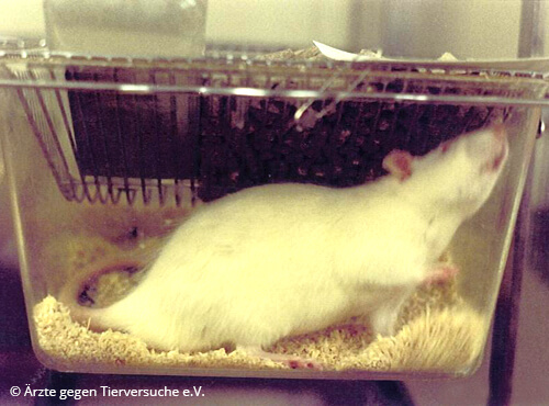 Ratte im Versuchslabor