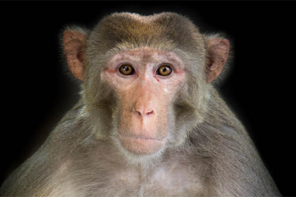 Affe