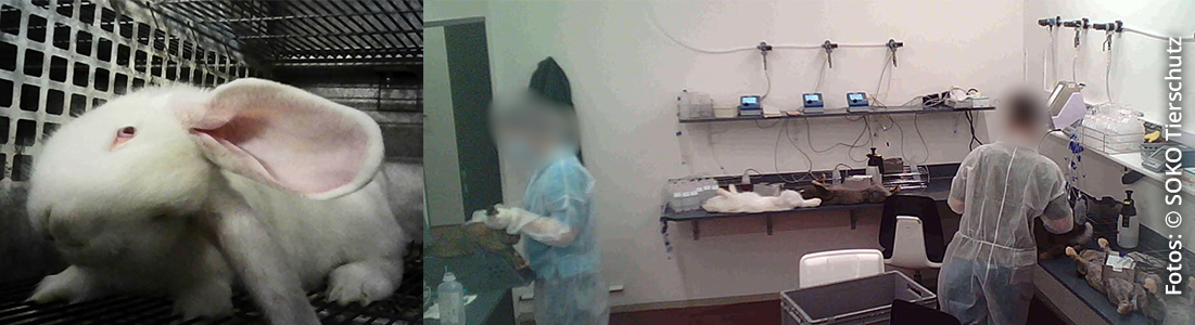 kaninchen siemens hintergrund banner soko