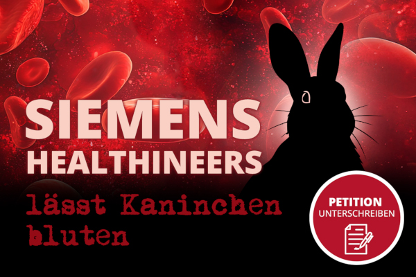 Siemens Healthineers lässt Kaninchen bluten. Tierversuchsfreie Methoden statt Tierleid. 