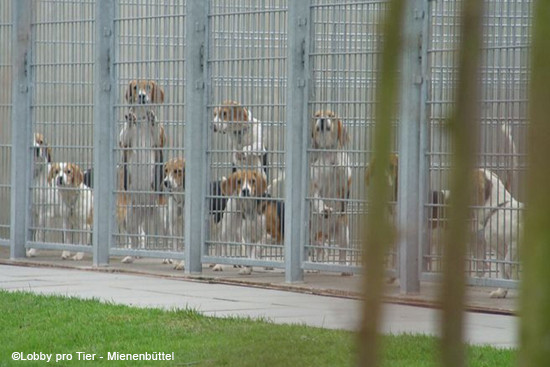 Beagles hinter Gittern beim LPT