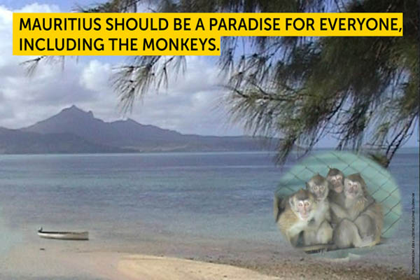 Stoppt Affentransporte von Mauritius ins Versuchslabor
