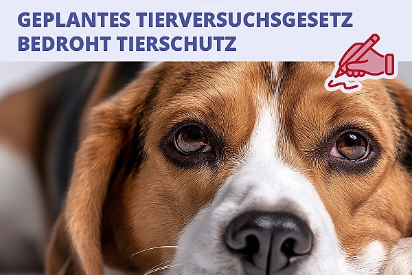 Geplantes Tierversuchsgesetz bedroht Tierschutz