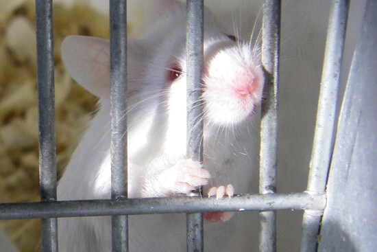 Mäuse müssen am häufigsten in Tierversuchen leiden und sterben
