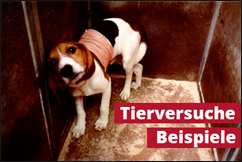 Beispiele von Tierversuchen