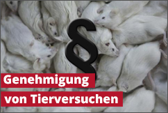 Genehmigung von Tierversuchen