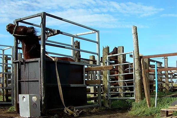 blutstuten animal welfare foundation c