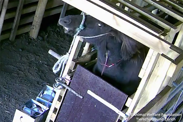 No end to the cruel blood mare business in Iceland