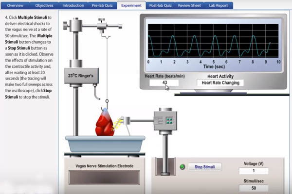 Computersimulation statt Tierverbrauch im Studium