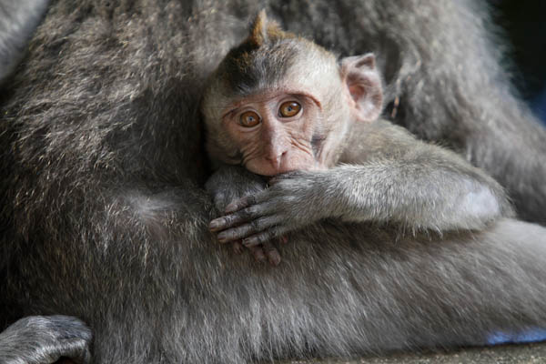 Affenbaby im Arm der Mutter
