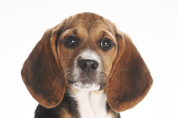 hund01