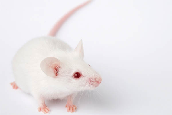 Maus