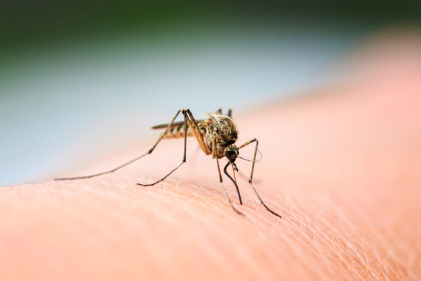 Malaria-on-a-chip model