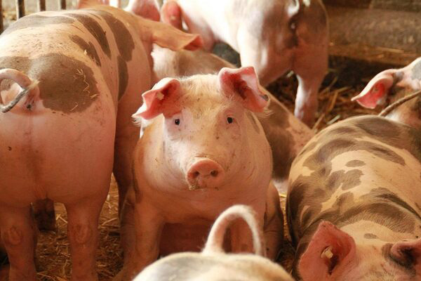 schwein