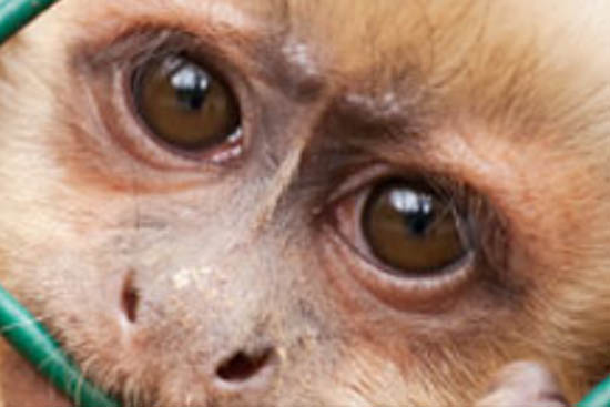 Französisches Affenlabor muss Tierversuche vorläufig einstellen