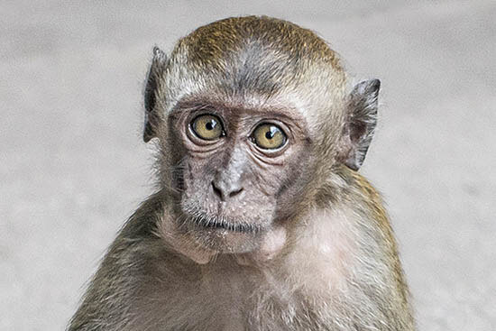 German authority rejects application for brain research on non-human primates