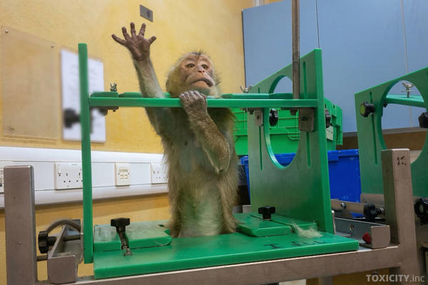 Affe in einem britischen Tierversuchslabor