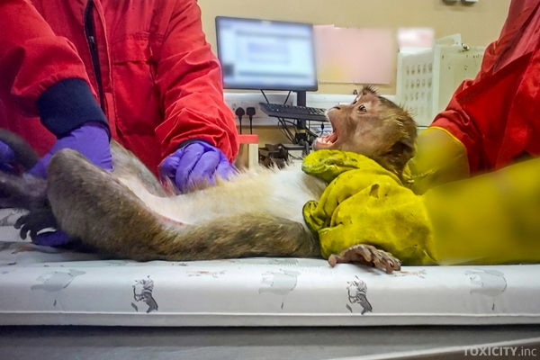 Affe in einem britischen Tierversuchslabor