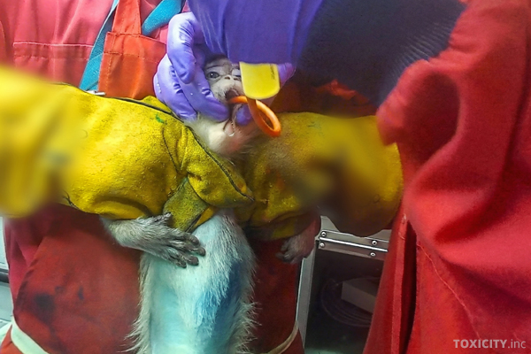 Affe in einem britischen Tierversuchslabor