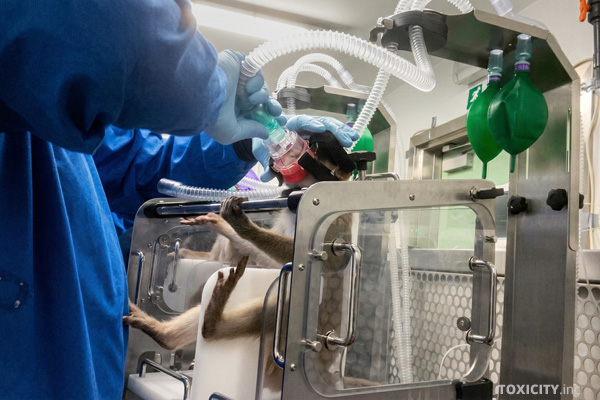 Affe in einem britischen Tierversuchslabor