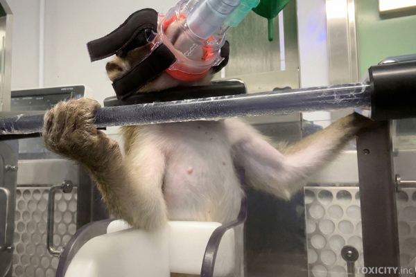 Affe in einem britischen Tierversuchslabor