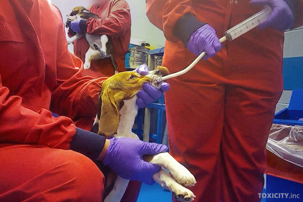 Beagle in einem britischen Tierversuchslabor