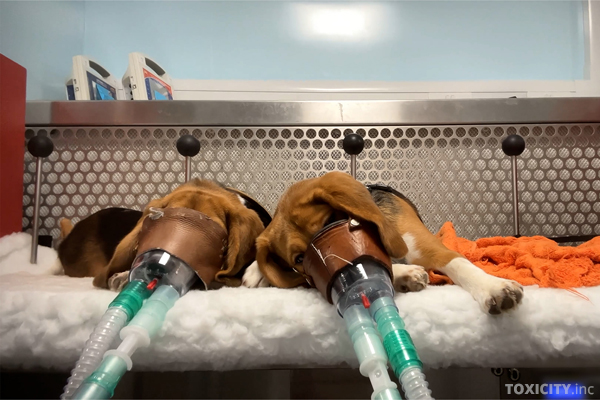 Beagles in einem britischen Tierversuchslabor