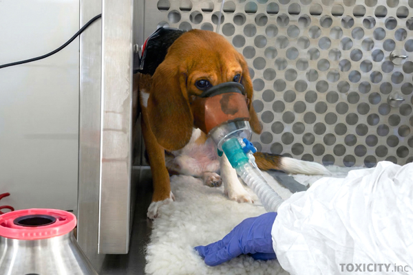 Neue Aufnahmen aus britischen Laboren zeigen erschütternde Realität