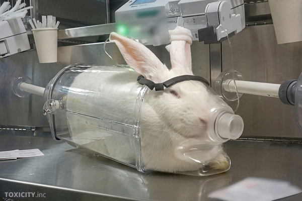 Kaninchen in einem britischen Tierversuchslabor